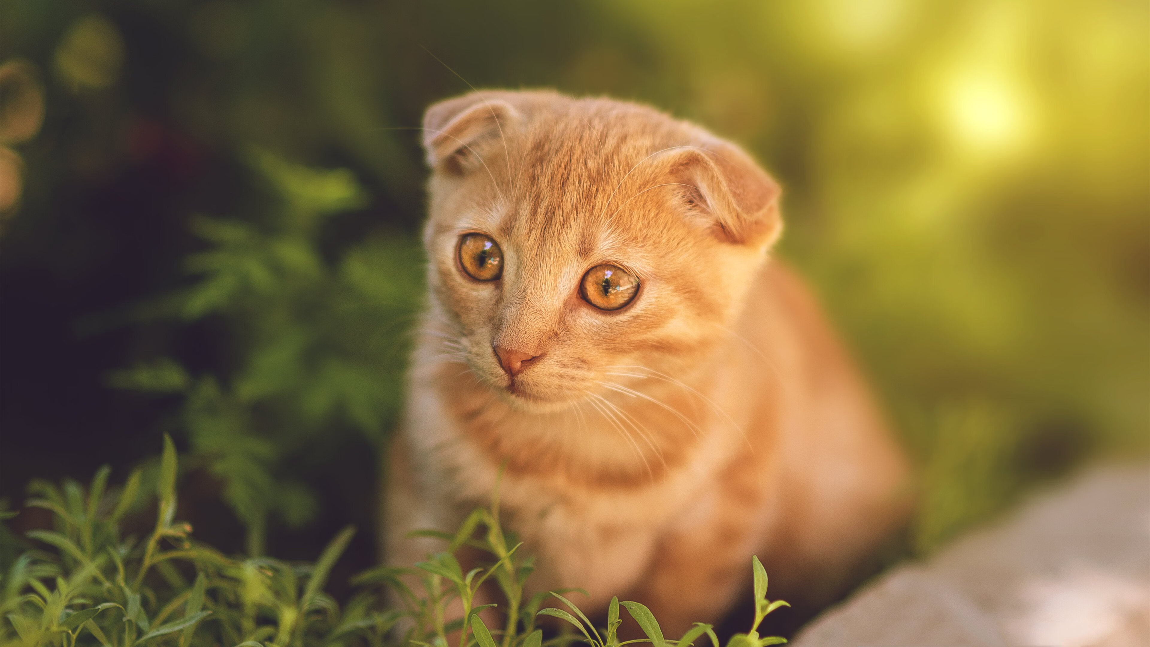 九游网页版官网入口-【规则影响】新规则如何改变顶尖运动员的战术布局？，运动员战术决策的水平和质量取决于哪些因素