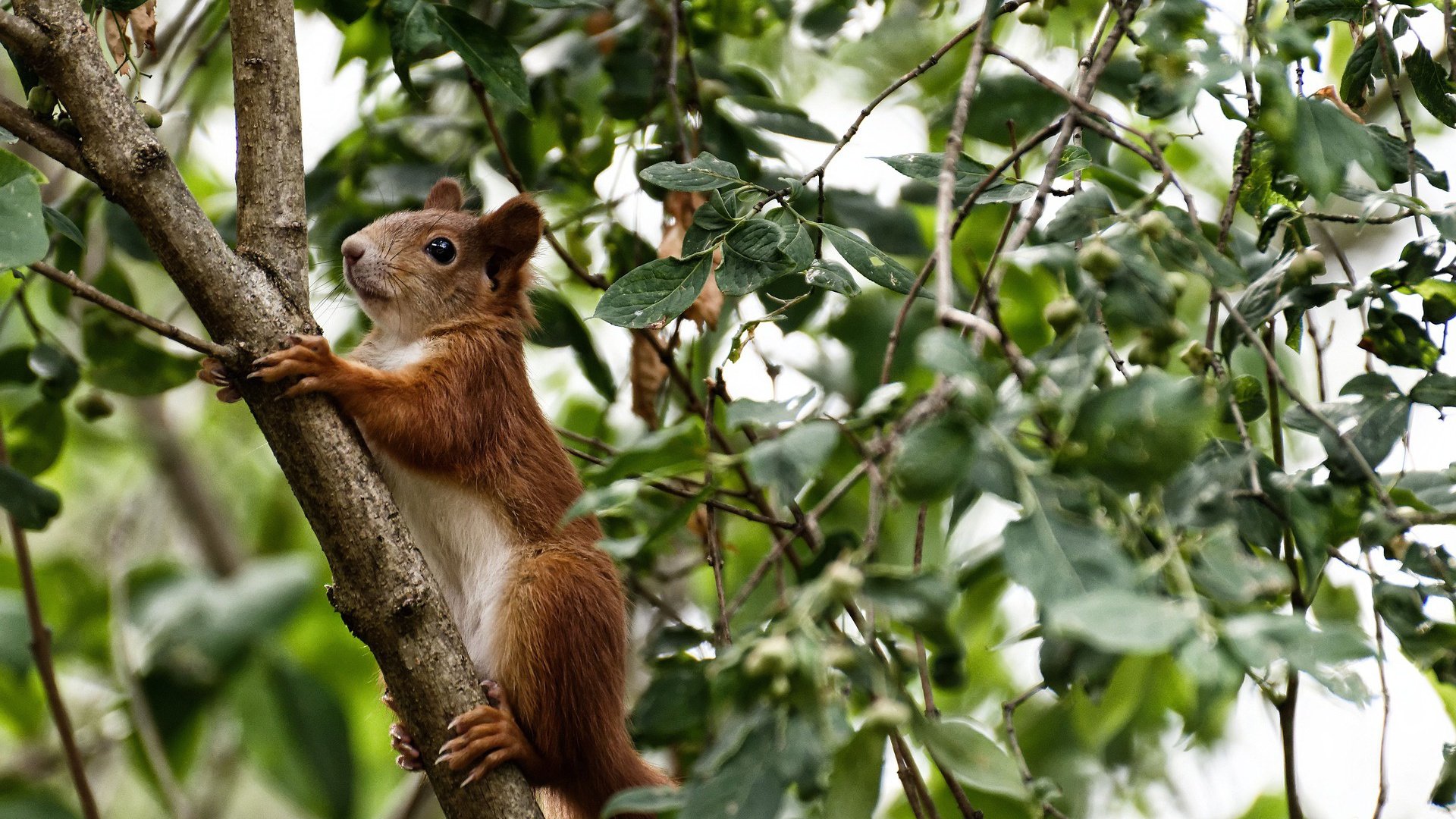 九游网游官网-伊朗门将雪地封神，三场比赛零封对手，伊朗门将扑出c罗点球
