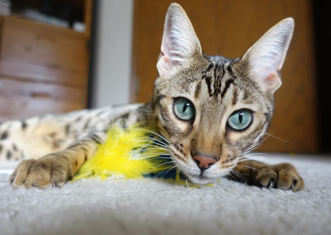 史上“最精彩”的团队合作,战术完美配合令人叹服!,团队合作的比赛有哪些